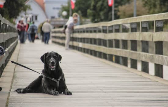 Labrador Retriever liegt auf der Seebrücke